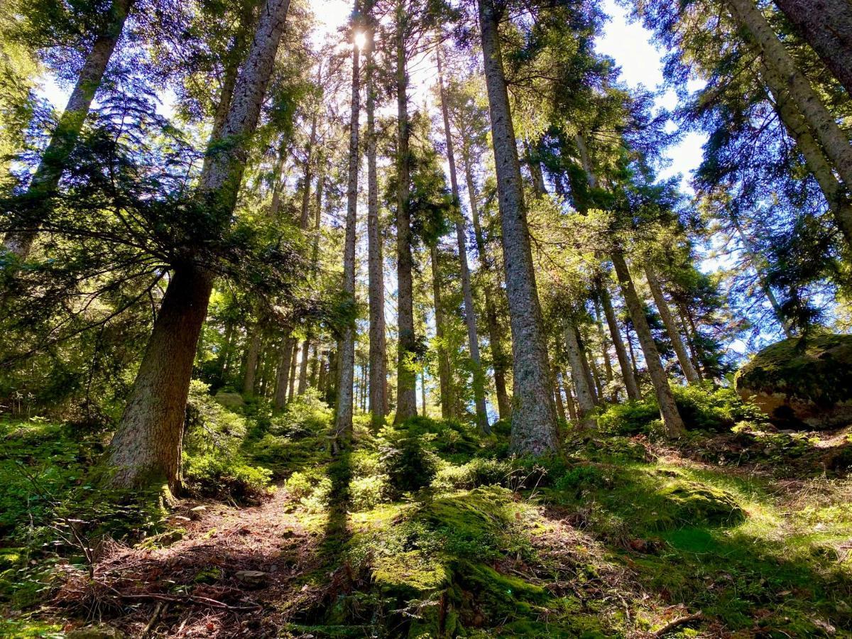 Ferienwohnung Zur Bierliebe - Mit Toller Aussicht Im Herzen Des Schwarzwaldes Hornberg Buitenkant foto